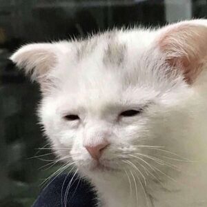 Meet your Posher, Gony